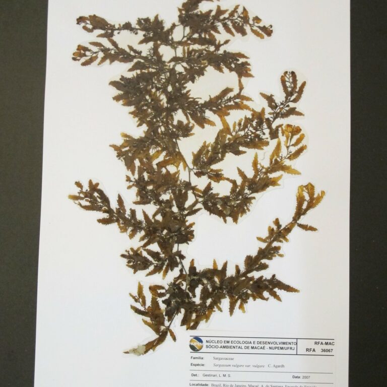 Exscicata Sargassum