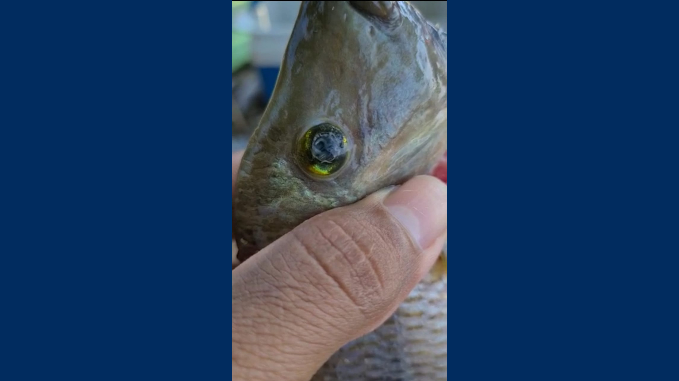Você está visualizando atualmente Esclarecimento sobre a ocorrência de vermes em peixes da Lagoa Imboassica